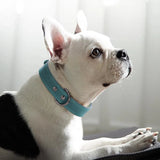 Paw Lux Collar