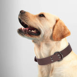 Paw Lux Collar